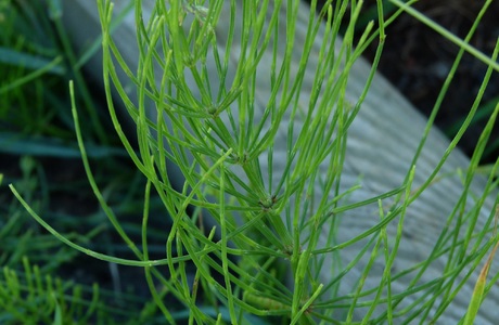 Acker Schachtelhalm (Equisetum arvense L.) - © Karoline Kreimer-Hartmann Acker Schachtelhalm (Equisetum arvense L.) - © Karoline Kreimer-Hartmann